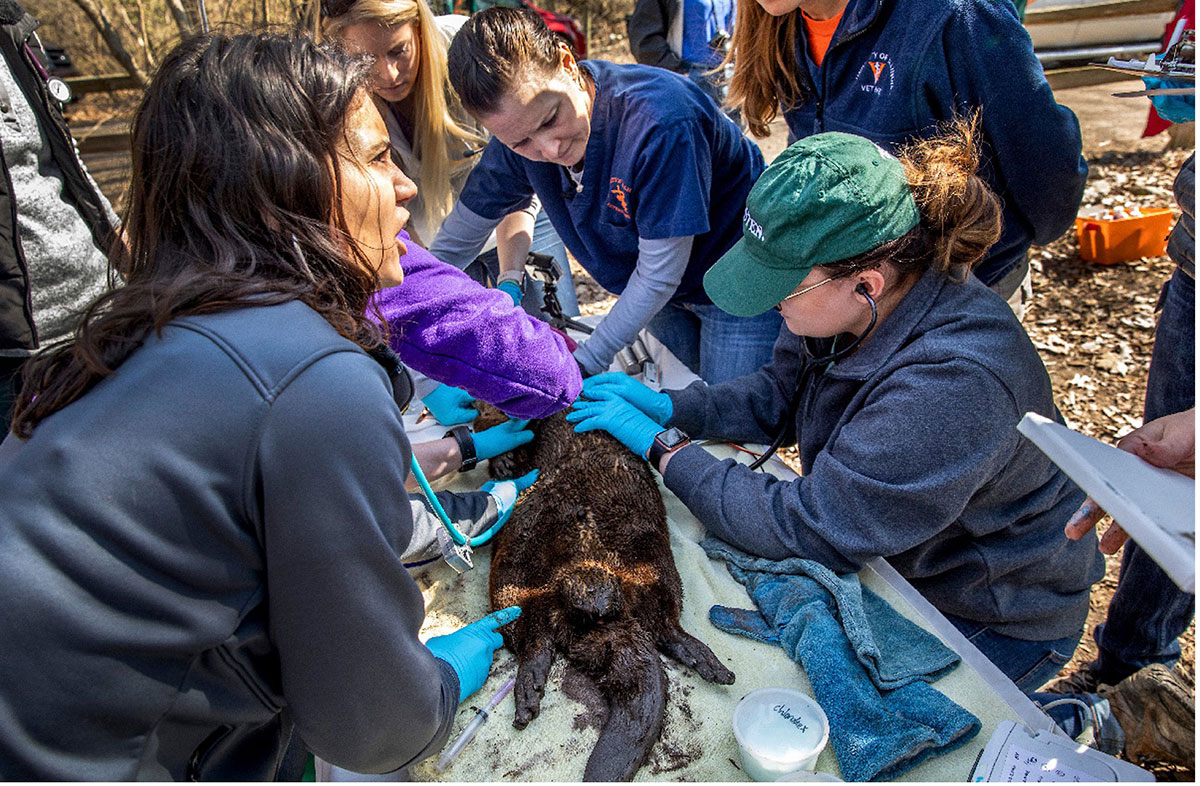 Veterinarian students working with an animal